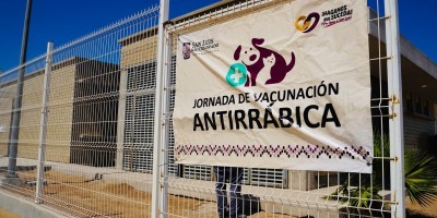 Invita Salud Pública a jornada gratuita de esterilización para gatos y perros