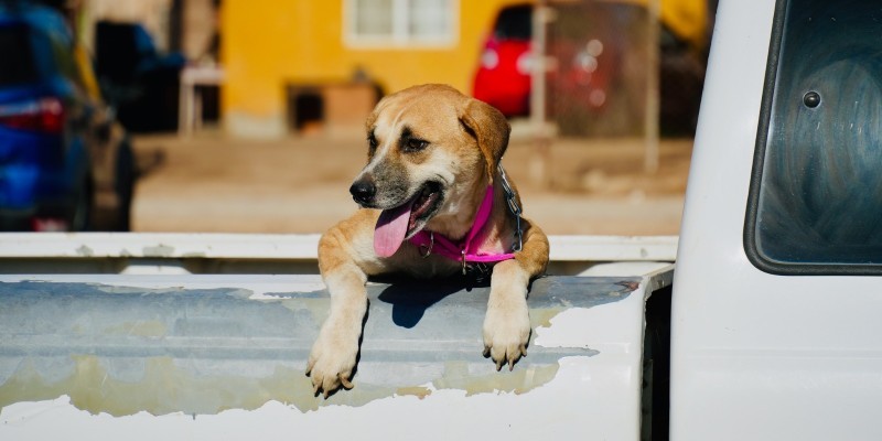 Realizará CCA esterilizaciones a mascotas en jornada “Juntos Por Amor A San Luis”