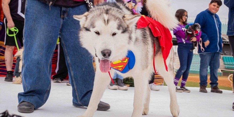 Servicios veterinarios y adopciones en Pet Fest 2024