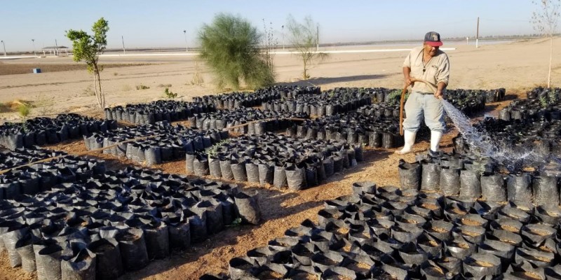 Trabaja Vivero Municipal en cultivar más especies